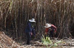 サトウキビを手作業で収穫するカンボジア人の労働者＝タイ東部サケオ県で2026年1月22日、武内彩撮影