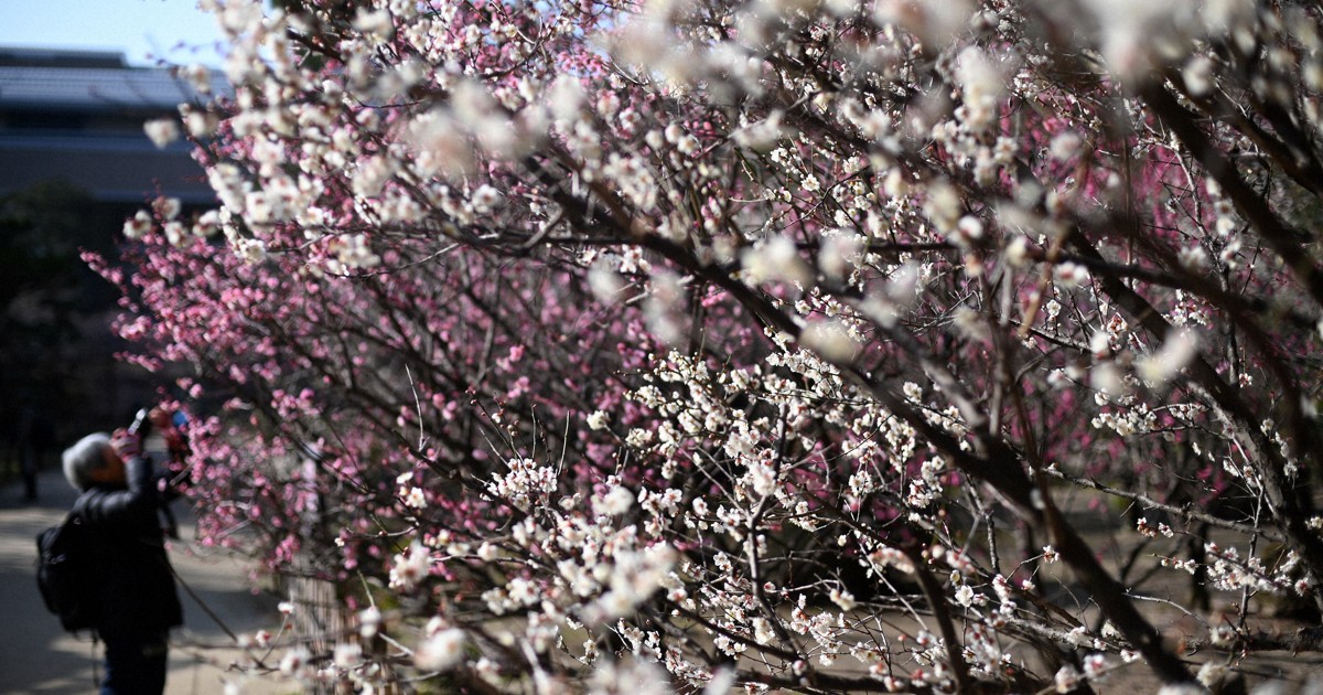 春の香りに包まれ　広島・縮景園で梅が見ごろ　ピークは2月いっぱい