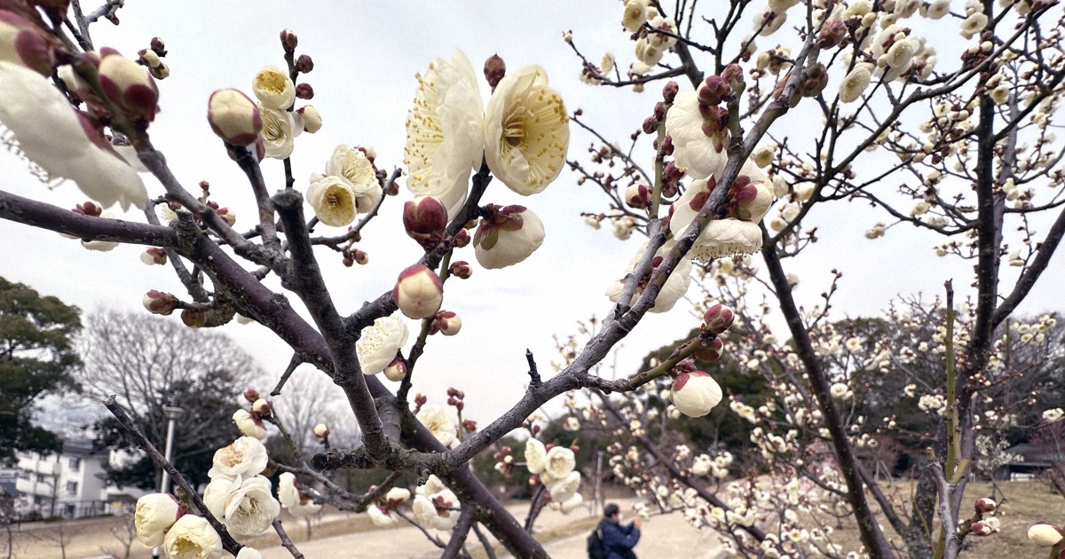 Easy Japanese news in translation: Plum blossoms start to bloom at park in Osaka Prefecture