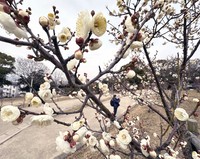 (Mainichi/Maiko Umeda)