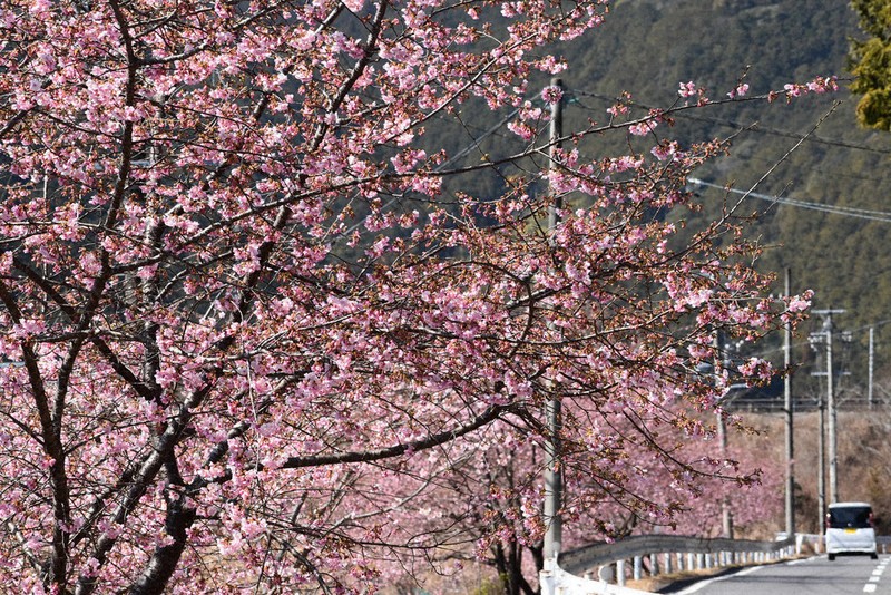 紀北・河津桜、早くも一部満開 ／三重 | 毎日新聞