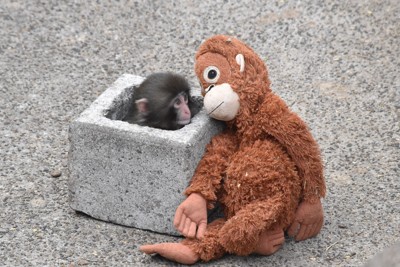オランウータンのぬいぐるみを脇に置き、ブロックの中に身を隠すパンチ＝千葉県市川市の市川市動植物園で2026年2月14日午後1時55分、待鳥航志撮影