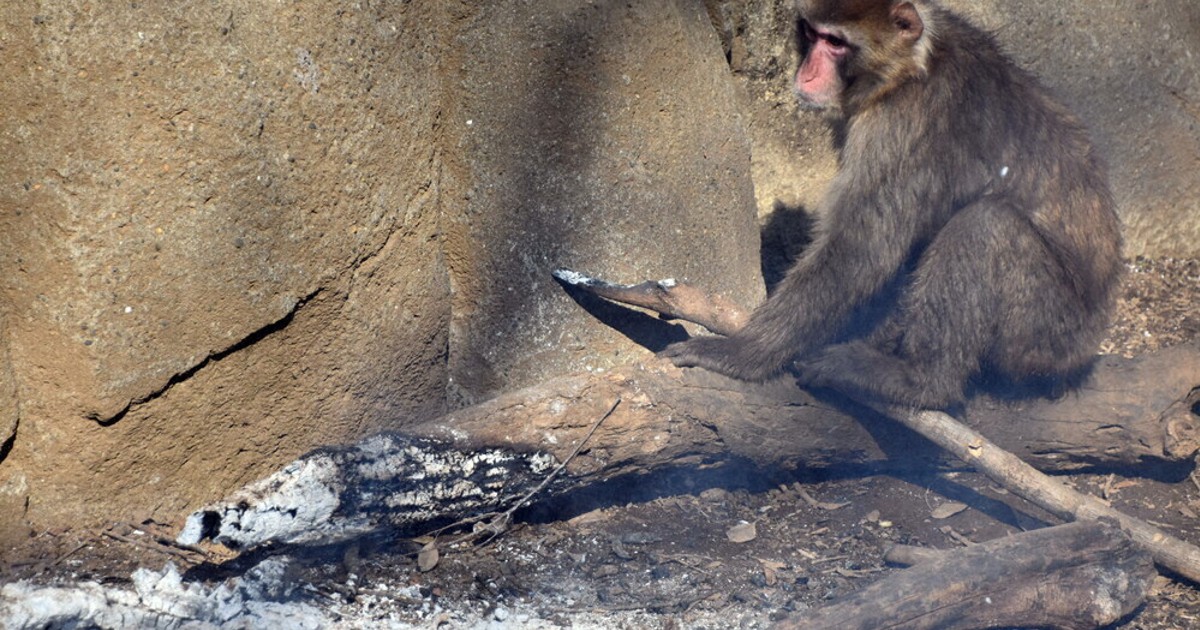 サル山のたき火、燃えさし「アッチ！」　手を引っ込める姿も　千葉