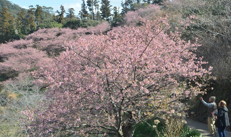 早咲きの「頼朝桜」が見ごろ 観光客が散歩楽しむ 千葉・鋸南 | 毎日新聞