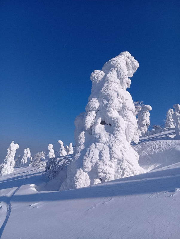 巨大な樹氷「スノーモンスター」、観光客を魅了 青森・八甲田山 [写真