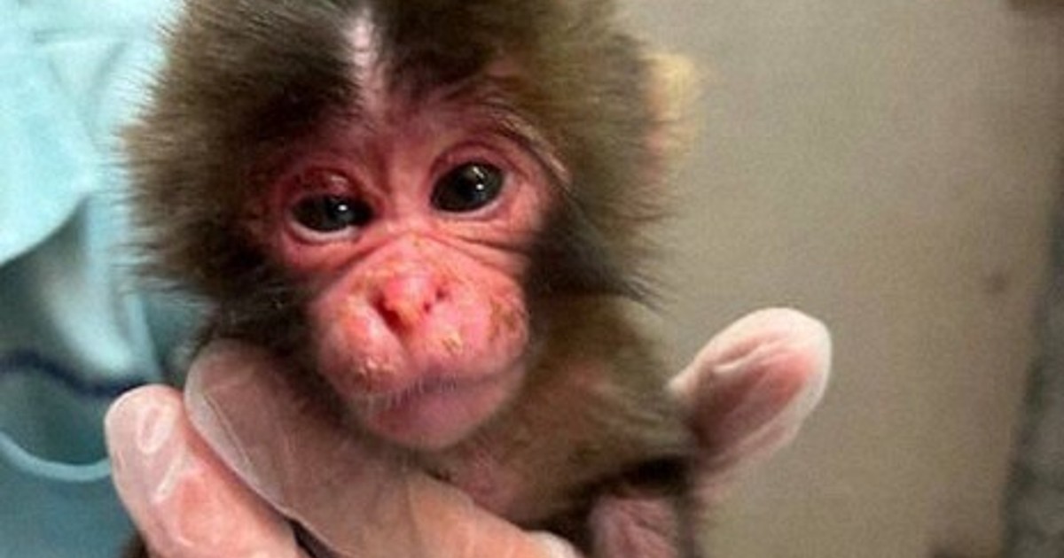 In Photos: Punch the baby monkey, abandoned at birth, wins hearts with plushy love