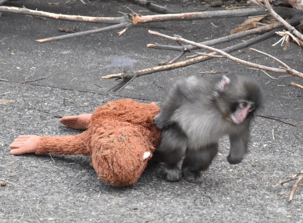 In Photos: Punch the baby monkey, abandoned at birth, wins hearts with  plushy love［写真特集3/10］- 毎日新聞