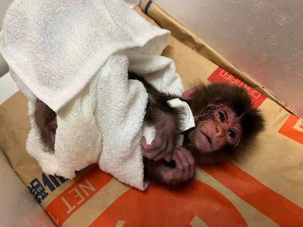 In Photos: Punch the baby monkey, abandoned at birth, wins ...