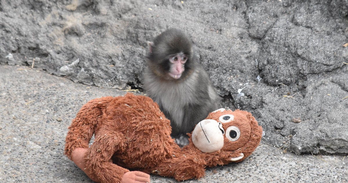 Abandoned monkey at zoo near Tokyo finds comfort in stuffed animal, creates buzz