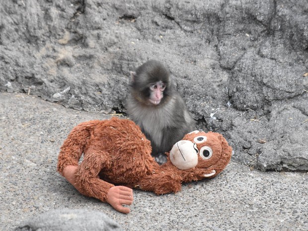 Abandoned monkey at zoo near Tokyo finds comfort in stuffed animal ...