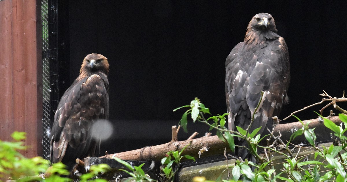 Easy Japanese news in translation: Golden eagle lays egg at zoo in Iwate Prefecture