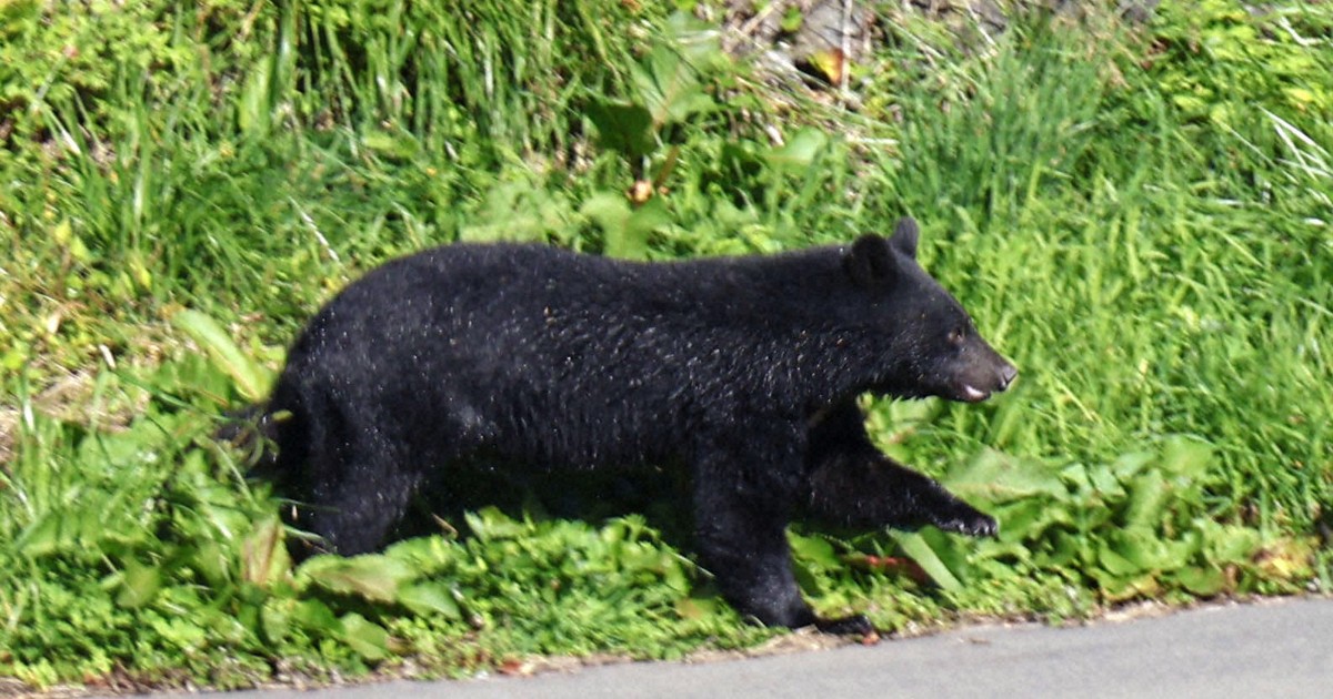 Japan's 'government hunters' confront rising bear encounters
