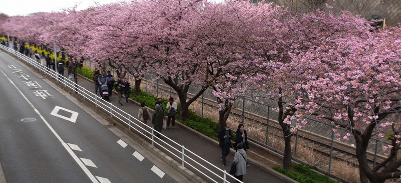 三浦海岸に春の足音 河津桜見ごろ ／神奈川 | 毎日新聞