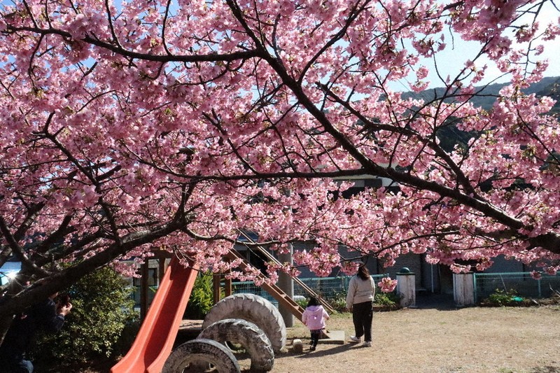 河津桜の出番 津久見・四浦で見ごろ 来月1日までまつり開催 ／大分