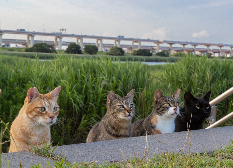 猫の日ニャン どの猫が好き? 世知辛い世の中、ほっこり癒やされて