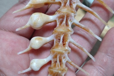 「一つテンヤ」與「タイラバ」：鯛魚釣法的奧妙