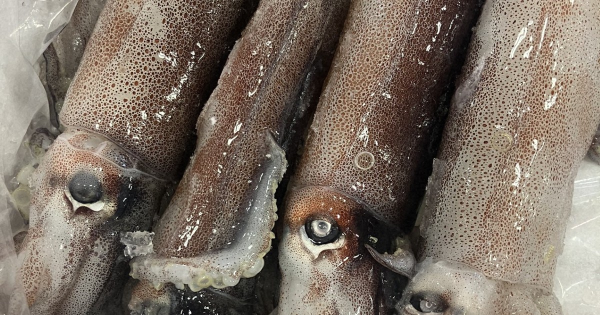 ＜1分で解説＞スルメイカ漁獲枠、前年当初比3.6倍に　懸念も