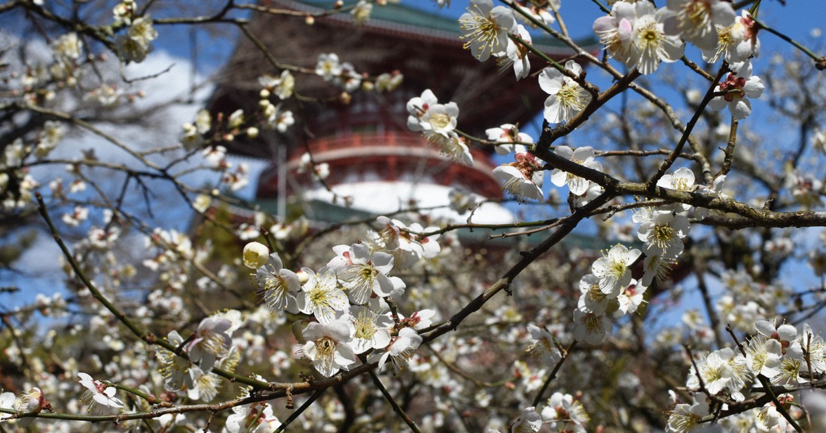 360本の木に紅白の花 成田山公園で梅まつり、3月1日まで 千葉 [写真
