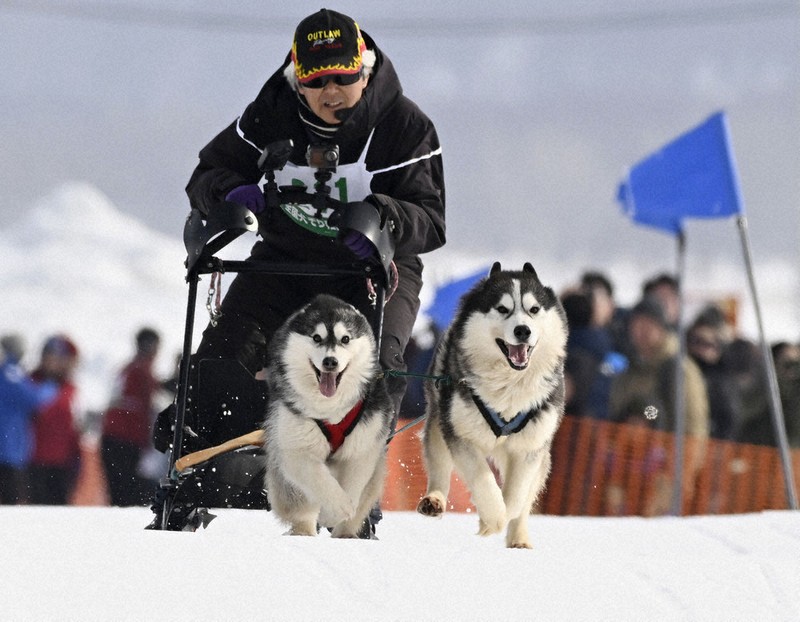 BABIES　犬ソリ 参加者と息合わせ 犬ぞり疾走 稚内でジャパンカップ ／北海道 | 毎日新聞