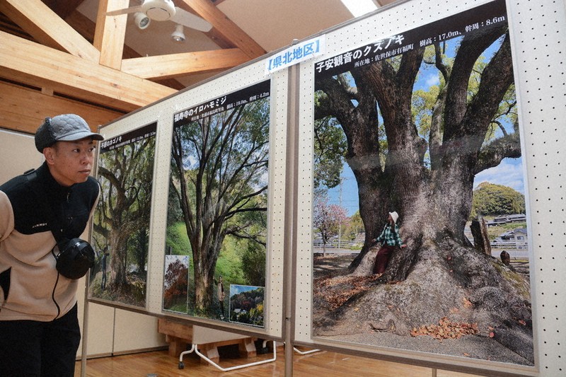 巨樹・名木から歴史感じて 雲仙でパネル展 県樹木医会が30本紹介