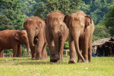 タイ北部チェンマイの「エレファント・ネーチャーパーク」のゾウ＝セーブ・エレファント財団提供