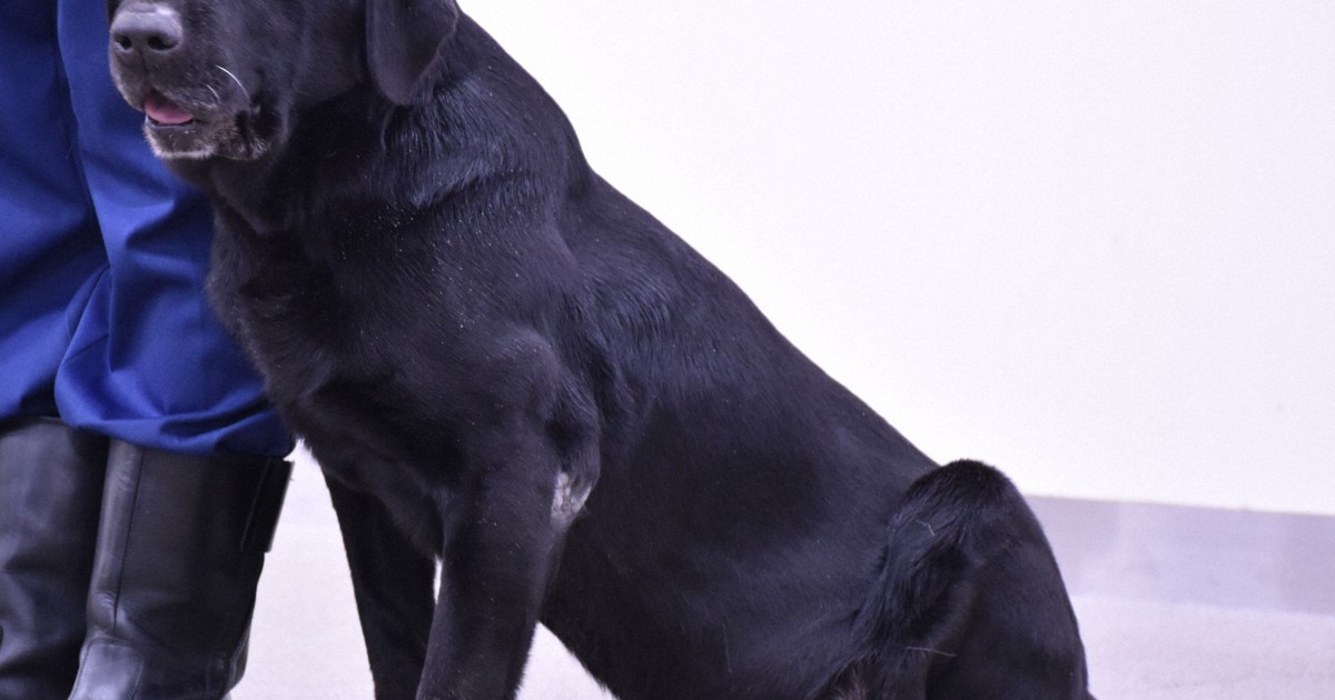 Distinguished Tokyo police dog Black Shadow retires after 11 years sniffing out cases