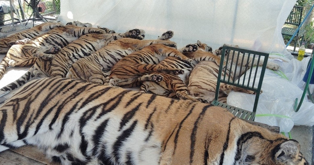 Thai officials say 72 tigers at tourist parks died of canine distemper, allaying bird flu fears