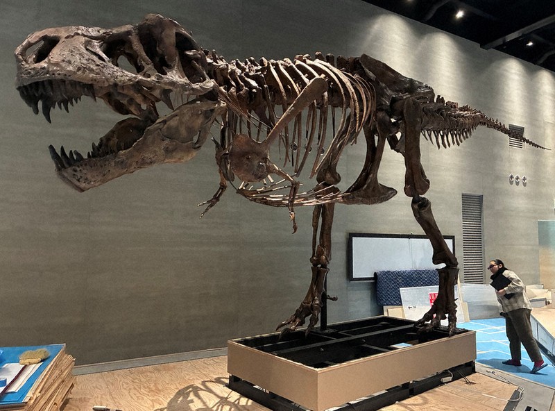 リニューアル、穂別恐竜博物館 「白亜紀末」テーマ 展示準備着々、4月