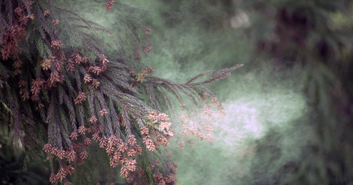 Economic loss from hay fever in Japan estimated at $1.6 billion per day