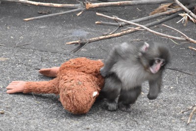 ぬいぐるみを引きずりながら移動するパンチ＝千葉県市川市の市川市動植物園で2026年2月14日午後1時43分、待鳥航志撮影