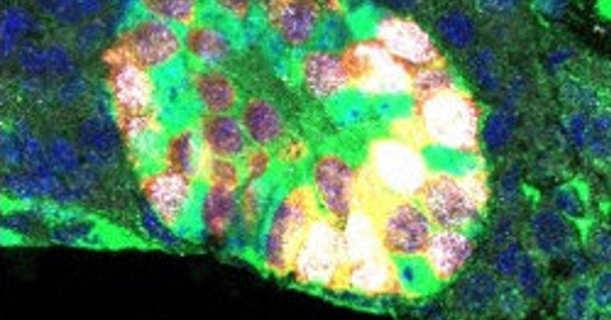 Japanese scientists grow functioning testis from mouse stem cells