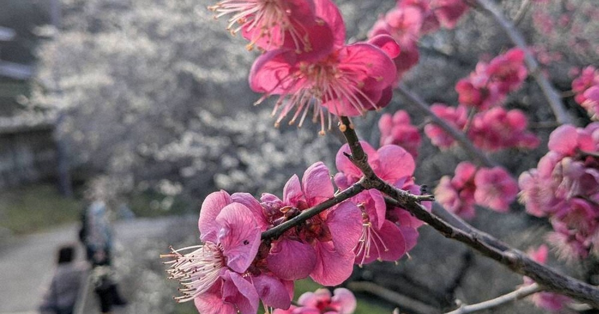 紅ひと差し 月ケ瀬で梅見ごろ 奈良 ／奈良 | 毎日新聞