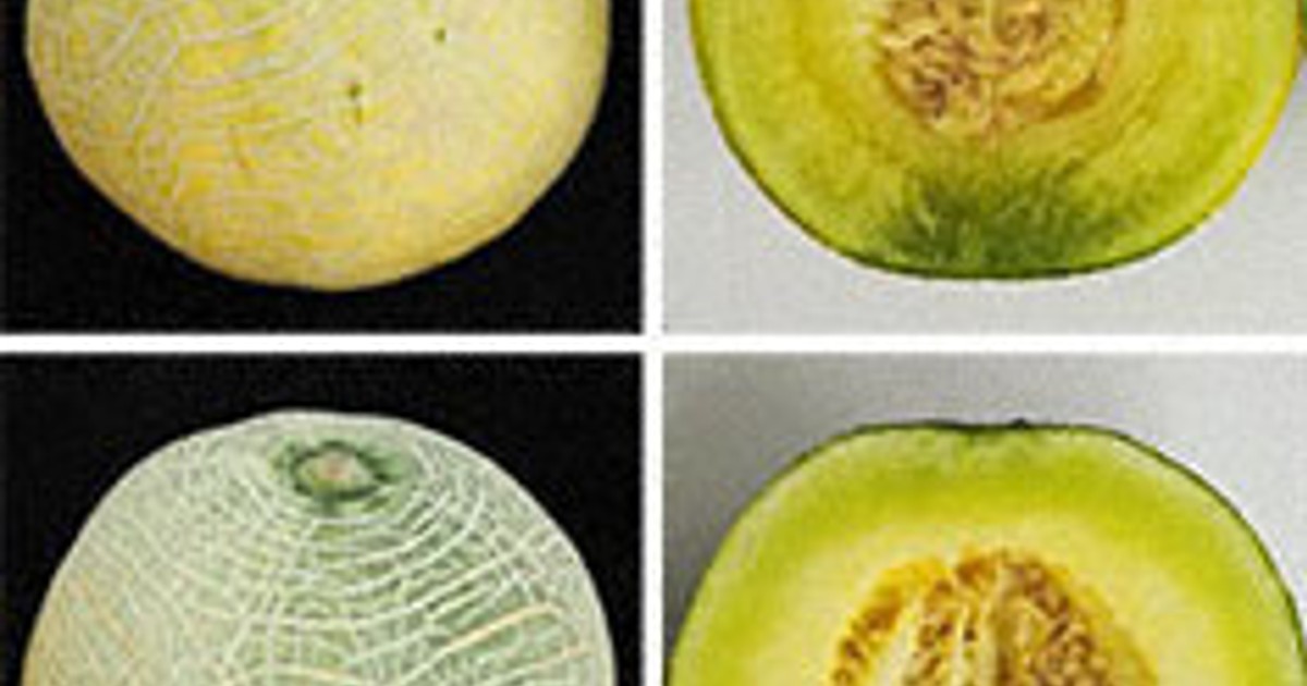 Japan research institute, university develop melons that ripen on demand