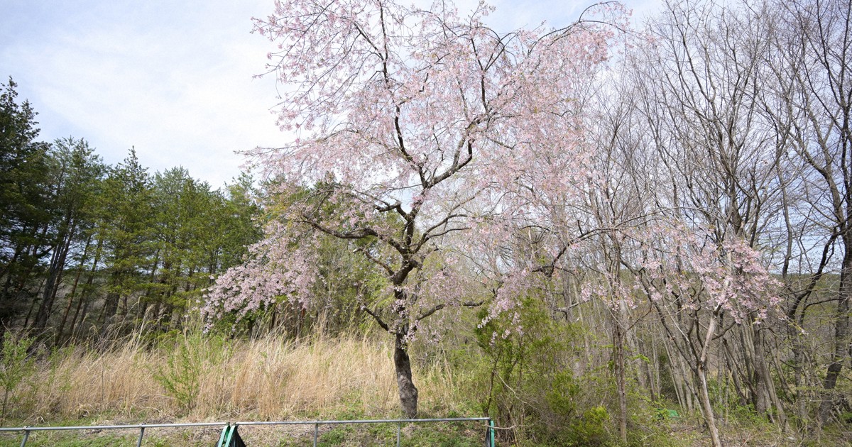 ふるさとに残した一本の桜　浪江町避難指示区域の四季