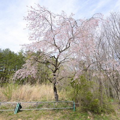 eye：ふるさとに残した一本の桜 浪江町避難指示区域の四季 | 毎日新聞