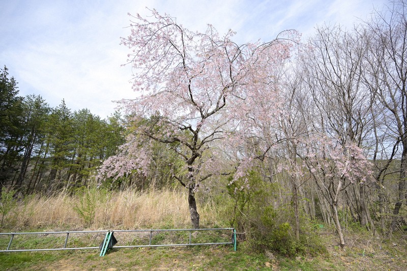 eye：ふるさとに残した一本の桜 浪江町避難指示区域の四季 | 毎日新聞