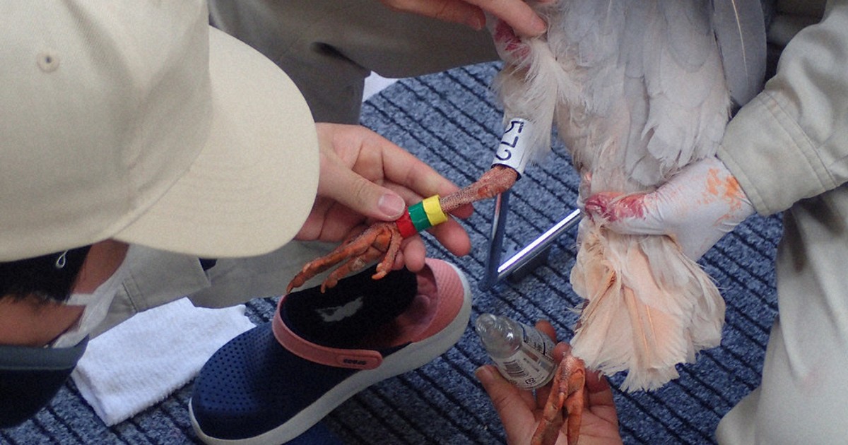 本州初のトキ放鳥まで3カ月　新潟・佐渡で「順化訓練」始まる