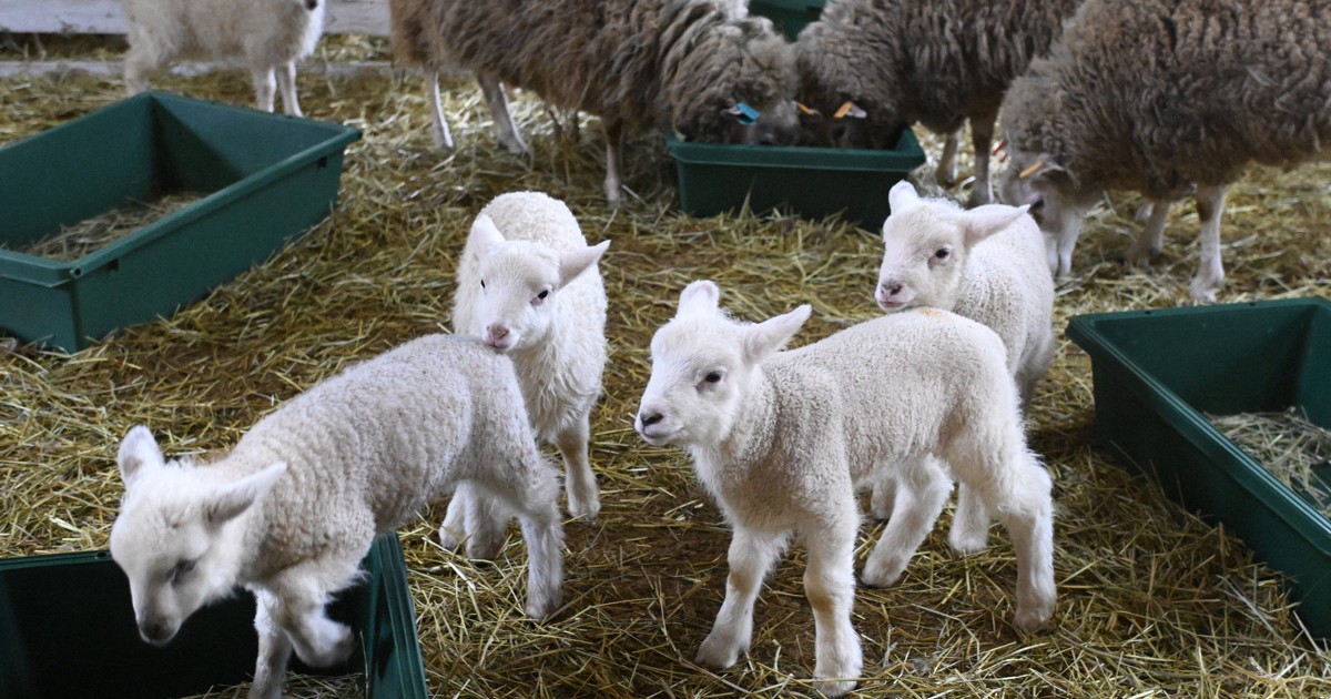 Easy Japanese news in translation: Many baby sheep born at Rokkosan farm in Kobe