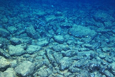 海山の頂上付近を覆うコバルトリッチクラスト＝海洋研究開発機構提供
