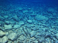 海山の頂上付近を覆うコバルトリッチクラスト＝海洋研究開発機構提供