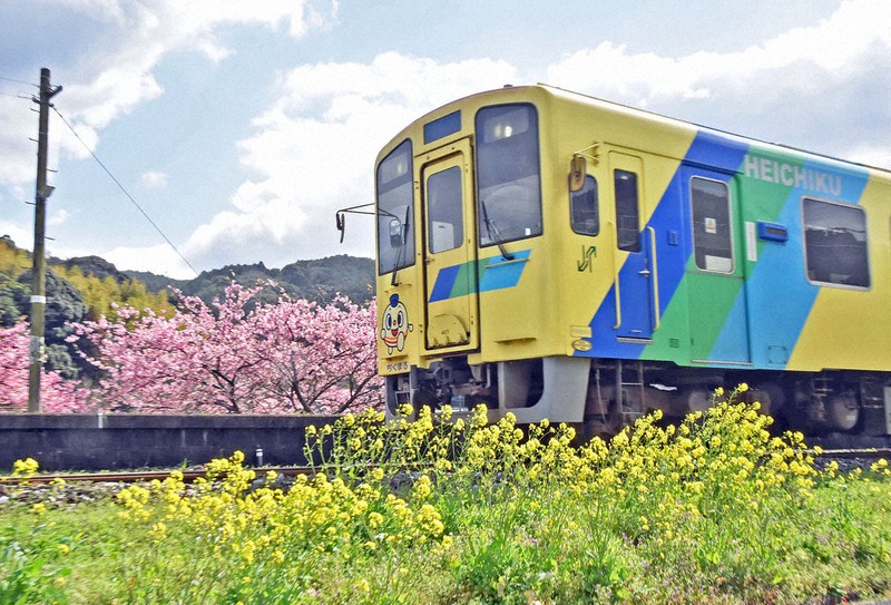 桜と菜の花の「共演」も 平成筑豊鉄道の「菜の花ロード」が見ごろ