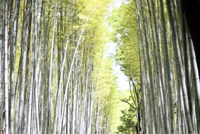 竹林（写真と本文は関係ありません）