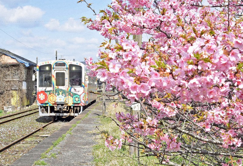 桜と菜の花の「共演」も 平成筑豊鉄道の「菜の花ロード」が見ごろ
