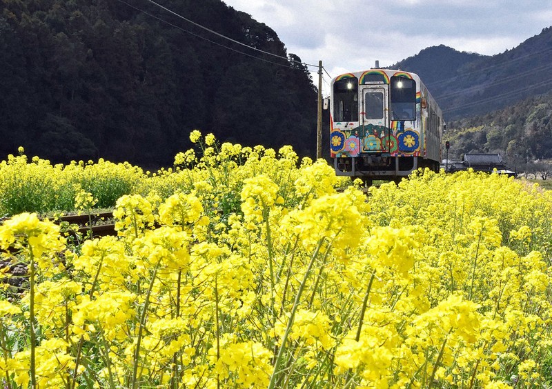桜と菜の花の「共演」も 平成筑豊鉄道の「菜の花ロード」が見ごろ