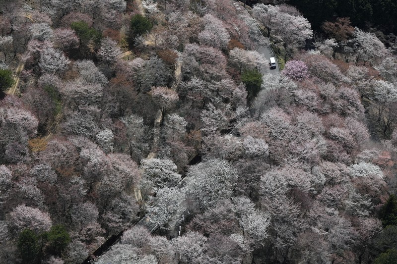 政府、クビアカの食害対策費補助へ　世界遺産・吉野山の桜も被害