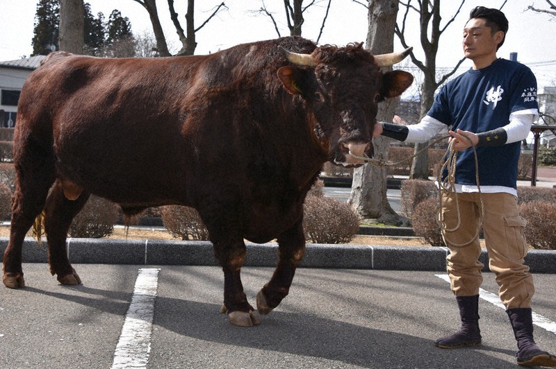 闘牛 貴重な伝統文化「闘牛大会」PR 岩手・久慈で6月14日開催 ／岩手 | 毎日新聞