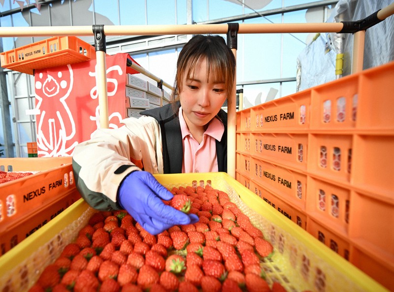 15年前、子供だった若者が震災復興に尽力 福島県大熊町 [写真特集1/18
