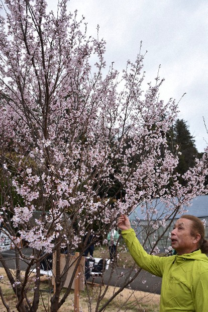 川崎生まれの新種の桜「吉兆」 出願から10年、国が登録 市に寄贈