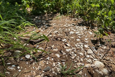 「アカワハン・ムナハナン」遺跡の一角にある貝塚＝ニューヨーク市スタテン島で2025年8月12日、八田浩輔撮影