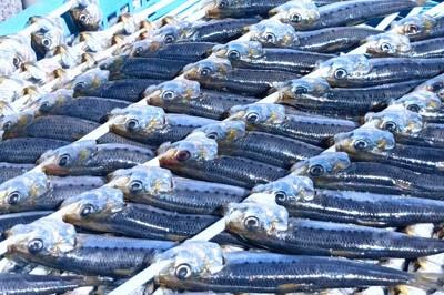 「一つテンヤ」與「タイラバ」：鯛魚釣法的奧妙